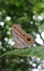 Chloreuptychia hewitsonii