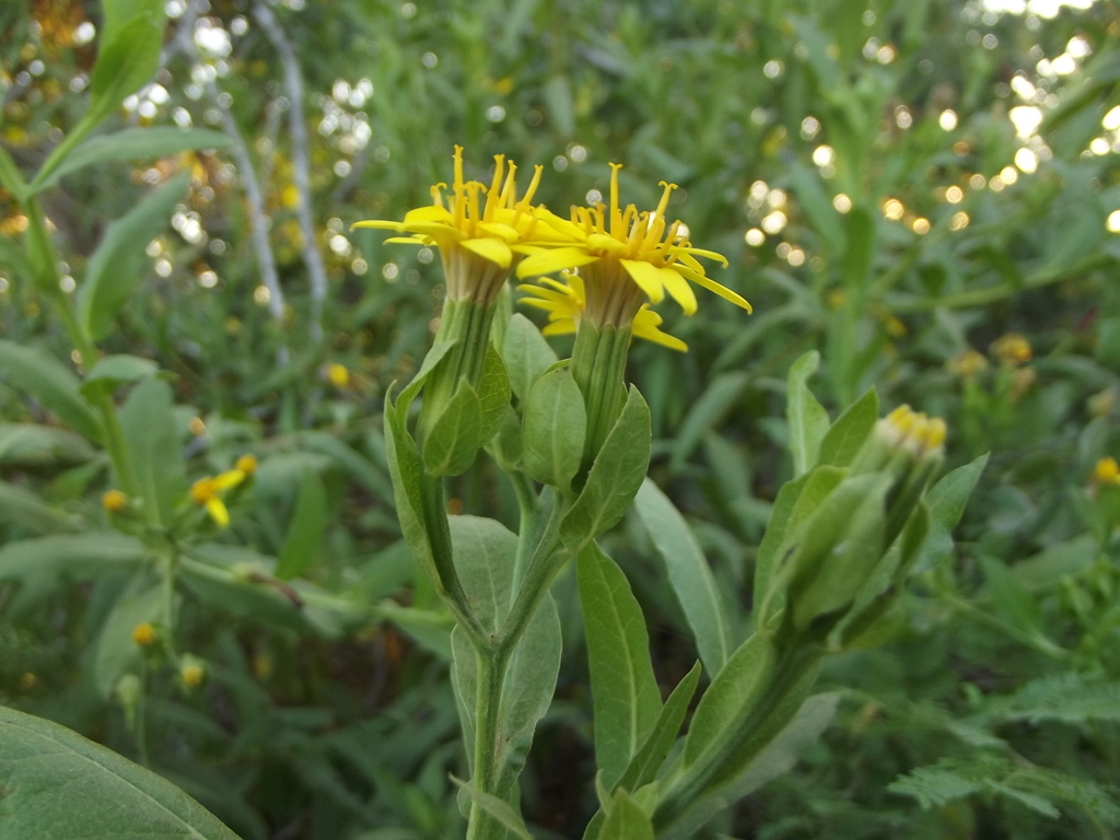 Trixis pterocaulis