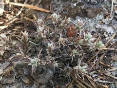 Paronychia argyrocoma