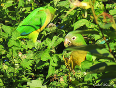 Eupsittula cactorum