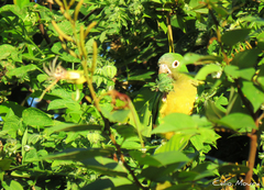 Eupsittula cactorum