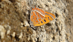Lycaena li