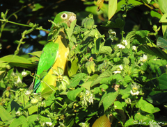 Eupsittula cactorum