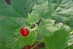 Malvaviscus arboreus drummondii