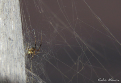 Latrodectus geometricus