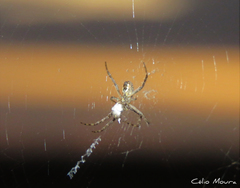 Argiope argentata