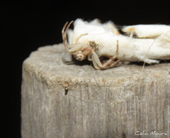 Thomisidae