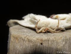 Thomisidae