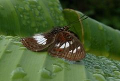 Junonia sophia