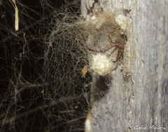 Latrodectus geometricus