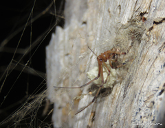 Latrodectus geometricus