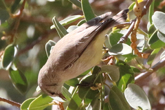 Eremomela icteropygialis