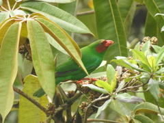 Chlorornis riefferii