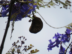 Jacaranda brasiliana