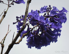 Jacaranda brasiliana