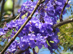 Jacaranda brasiliana