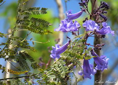 Jacaranda brasiliana
