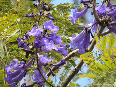 Jacaranda brasiliana