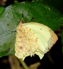 Abaeis salome limoneus