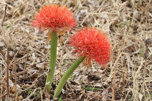 Bloodlily