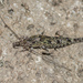 Bristletails - Photo (c) Felix Fleck, some rights reserved (CC BY-NC)