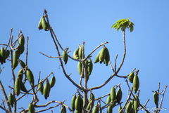 Ceiba pentandra