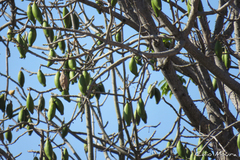 Ceiba pentandra
