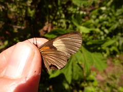 Castilia perilla