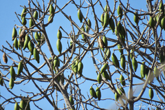 Ceiba pentandra