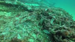 Canthigaster punctatissima