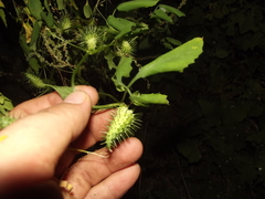 Cyclanthera dissecta