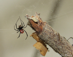 Latrodectus curacaviensis