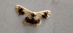 Idaea macrospila