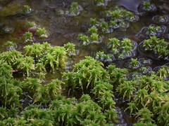 Sphagnum recurvum