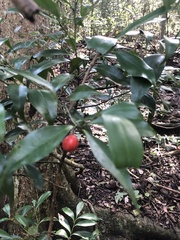 Cryptocarya laevigata