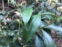 Cryptocarya laevigata