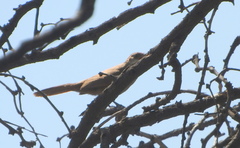 Tarphonomus certhioides