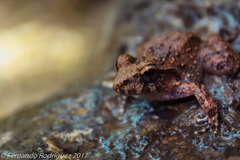 Craugastor rugulosus