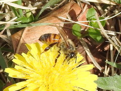 Apis mellifera