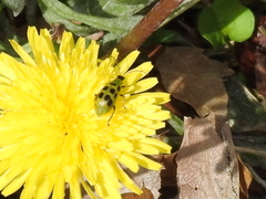 Diabrotica undecimpunctata