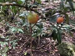 Cryptocarya laevigata