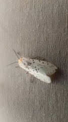 Eyralpenus subluteus