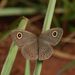 Marsh Ringlet - Photo (c) Vlada Trailin, some rights reserved (CC BY-NC), uploaded by Vlada Trailin