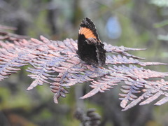 Pedaliodes praxithea