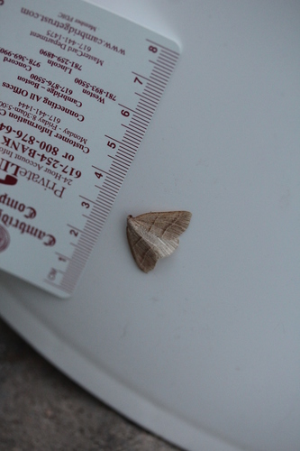 Northern Petrophora Moth photo 2