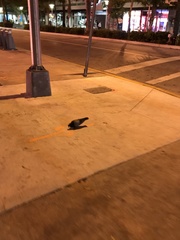 Columba livia domestica