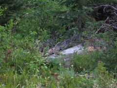 Canachites canadensis