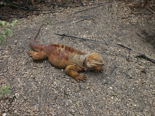 Galapagos Land Iguana, Conolophus subcristatus