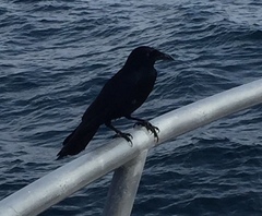 Corvus imparatus