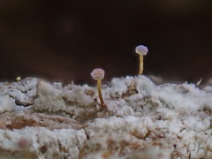 Sclerophora amabilis